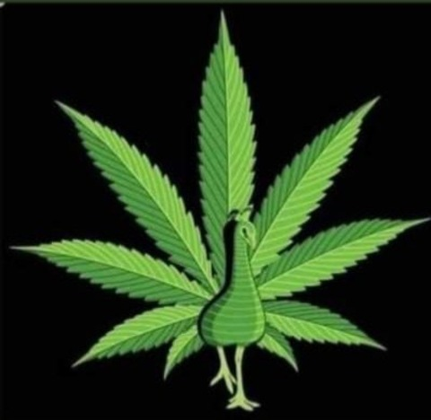 Tall knight @tallknight cover picture