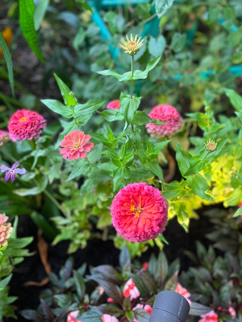 Dom @tattedbxbydoll cover picture