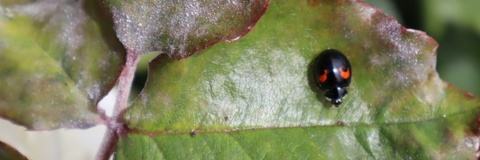 ꧁༺ᵐⁱˢˢʸ༻꧂ @tehassilem cover picture