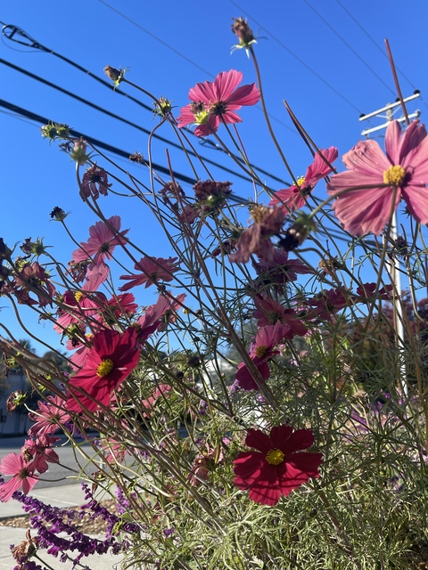 Aries @the.aries.666 cover picture