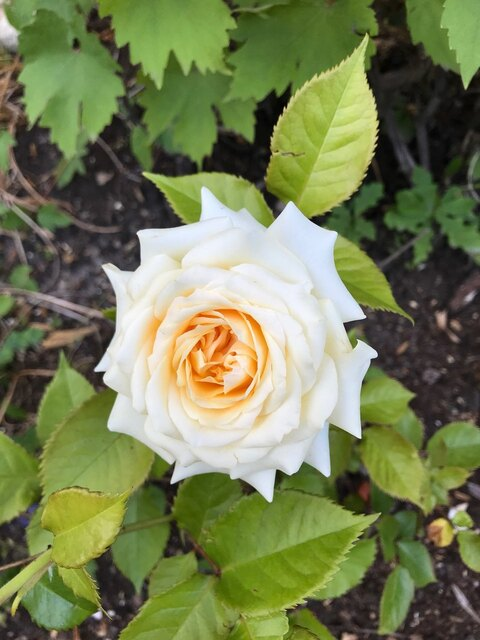 Tomskaya lyubov @tomskaya cover picture