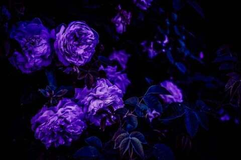 FEET PICS✨🦶🏽 @toptiertoes cover picture