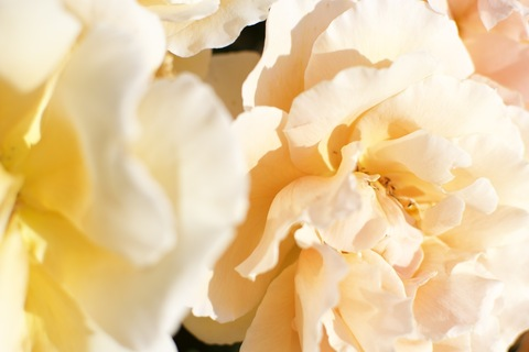 Kitty @tortured-soul cover picture