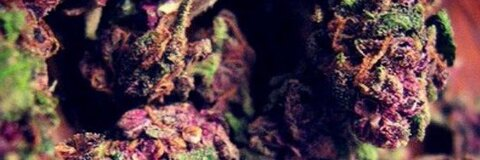 Yo BM other BD @tquortez cover picture