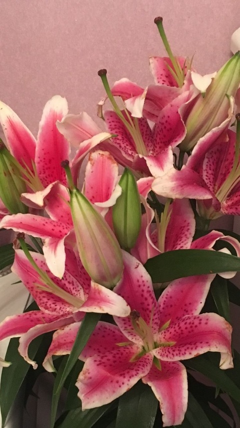 Tushii🌸 @tushii cover picture