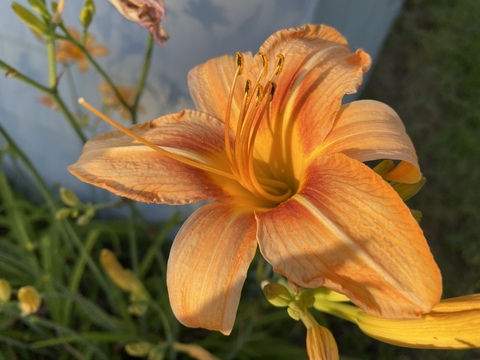 Ivy @u124489638 cover picture