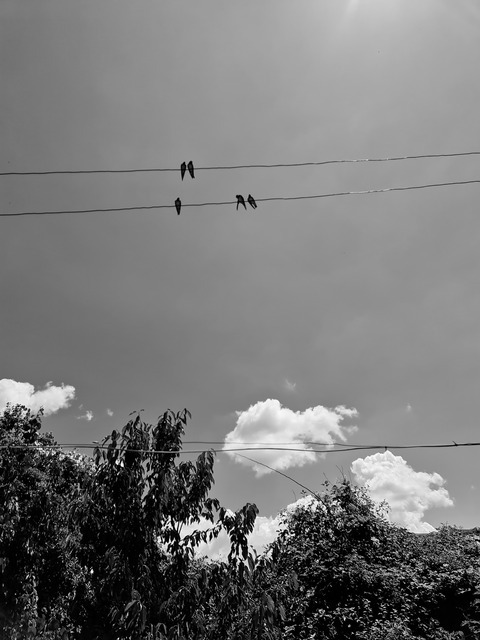 Shrek @u175376499 cover picture