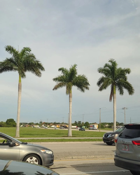 Laurel @u245497772 cover picture