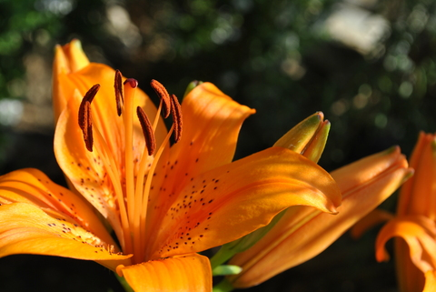 Fish @u27009703 cover picture