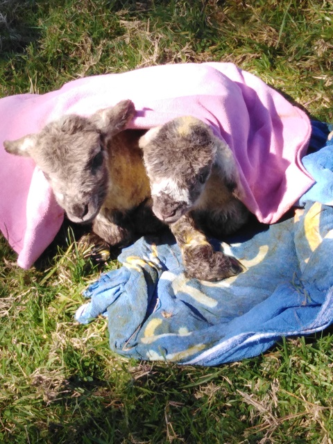 oliver mitchell @u34393772 cover picture