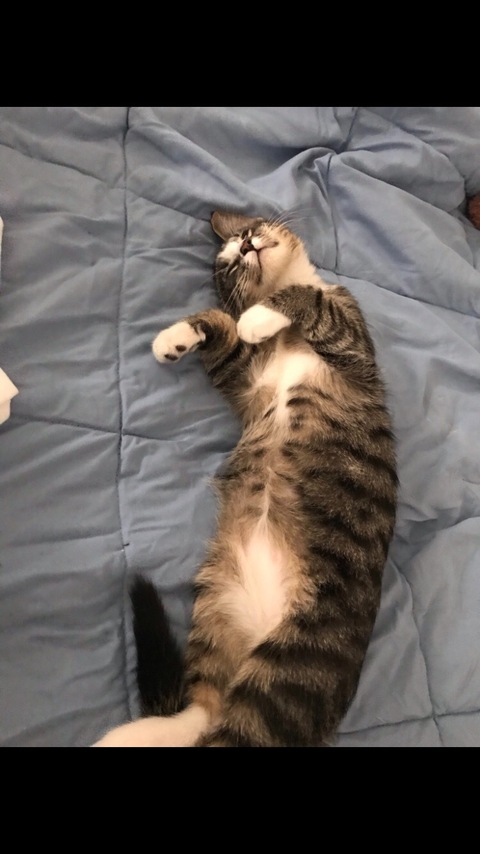 AnnamarieU3P0rnkitty @u3p0rnkitty cover picture