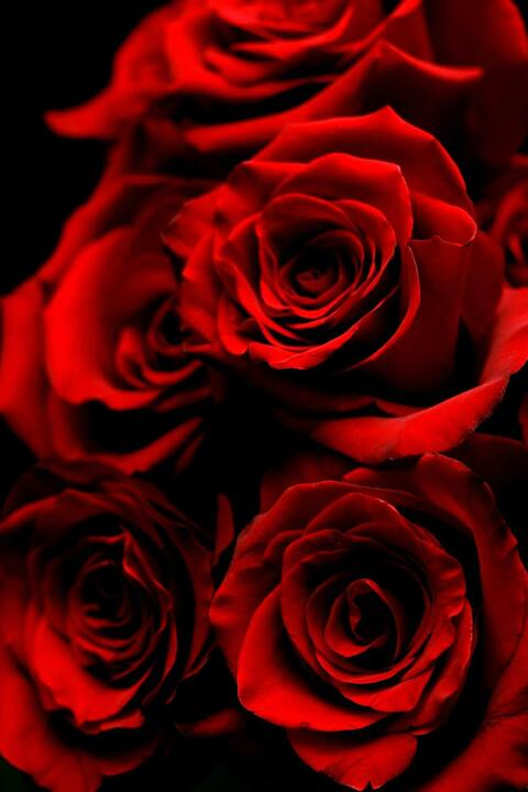 Victoria Rose @victoria95 cover picture