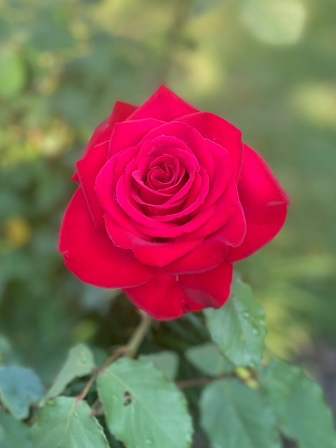 Violet Rose @violetrose40 cover picture