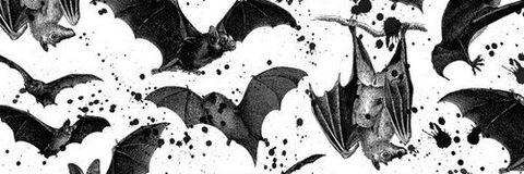 anisa🦇 @voorhaze cover picture