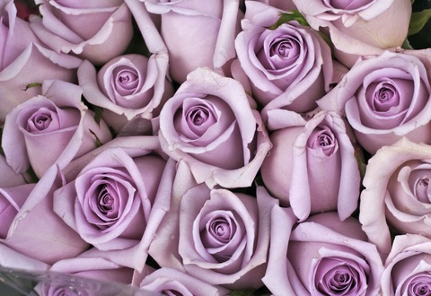 wildrose @withlove.ari cover picture