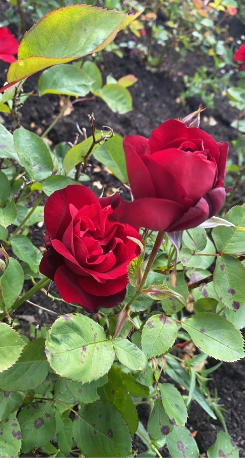 Xena🖤 @xbaphometbratx cover picture