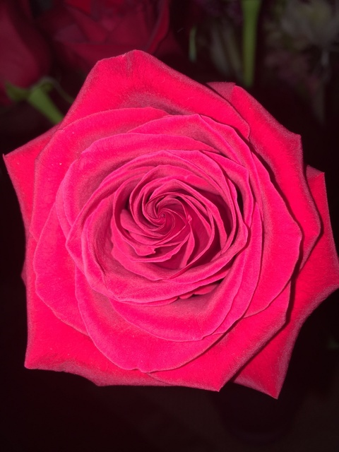 Layla🖤 @xlaylax cover picture