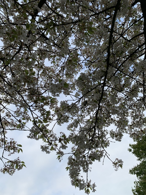 UwU @xsxaxhx cover picture