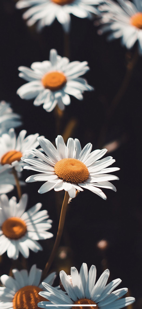 Yasmin @yh7856 cover picture