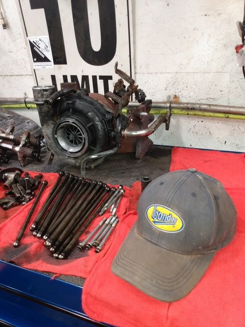 Bear @youngbear88 cover picture