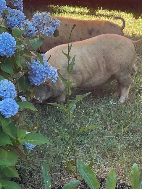 Mr Pig @yugrac1 cover picture