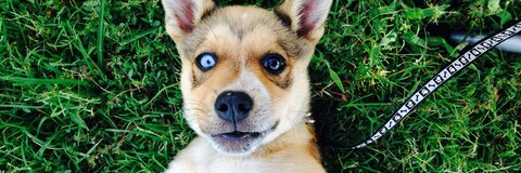 Yung Reckles @yungbull2600 cover picture