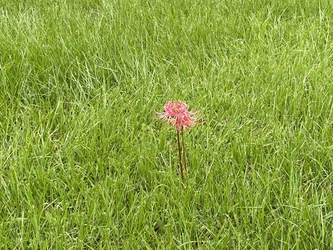 Lura Wayne @zombugg cover picture